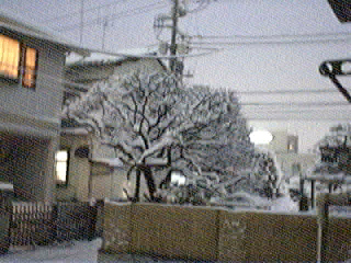 snow_20060121_5.jpg