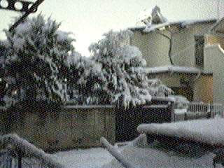 snow_20060121_6.jpg